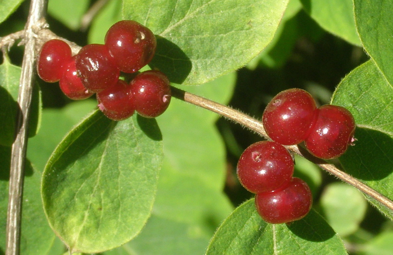 Lonicera xylosteum / Caprifoglio peloso