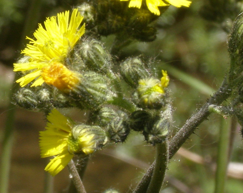 Hieracium gr. piloselloides