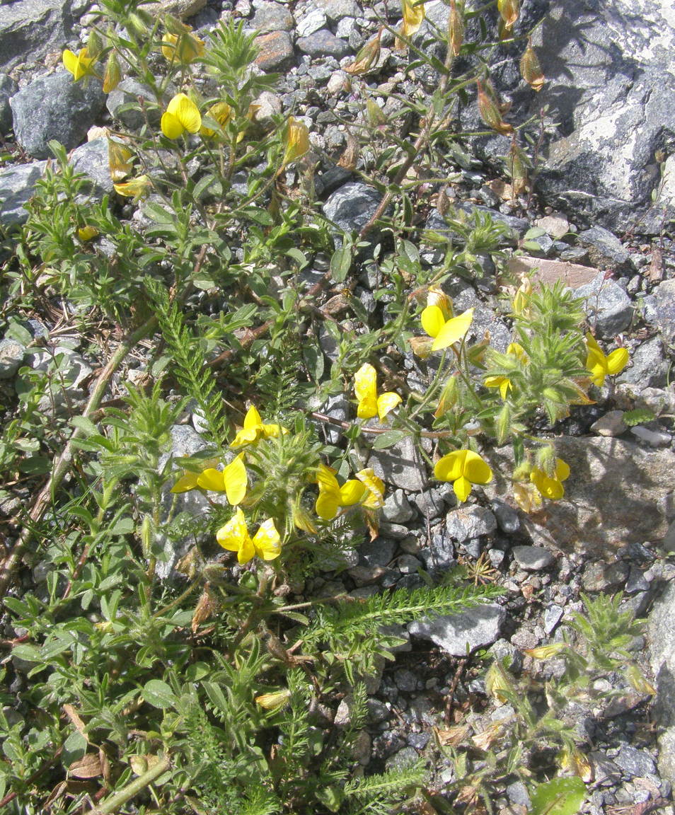 Ononis natrix