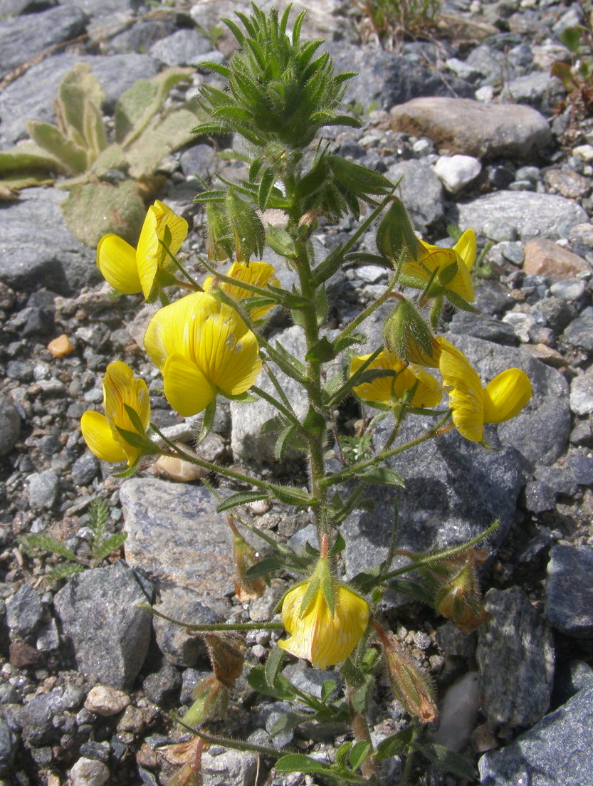 Ononis natrix