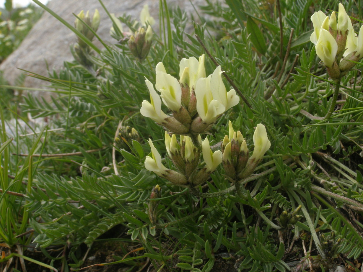Oxytropis campestris / Astragalo villoso