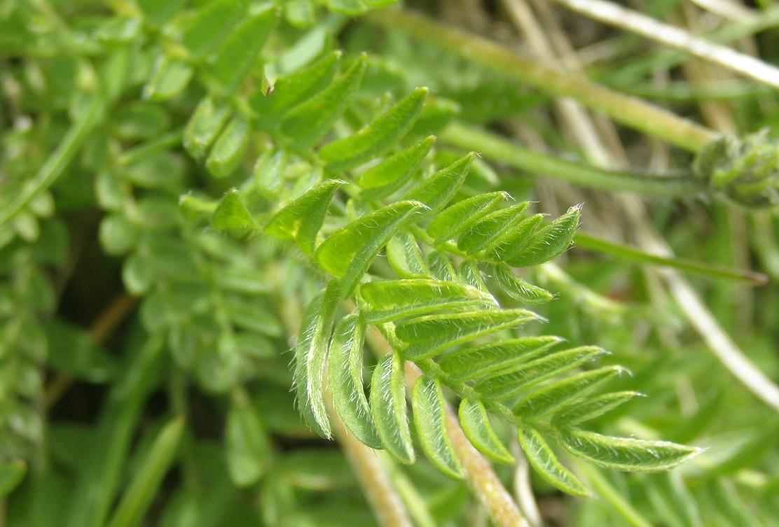 Oxytropis campestris / Astragalo villoso