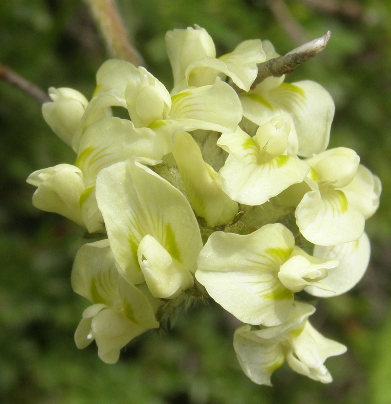 Oxytropis campestris / Astragalo villoso