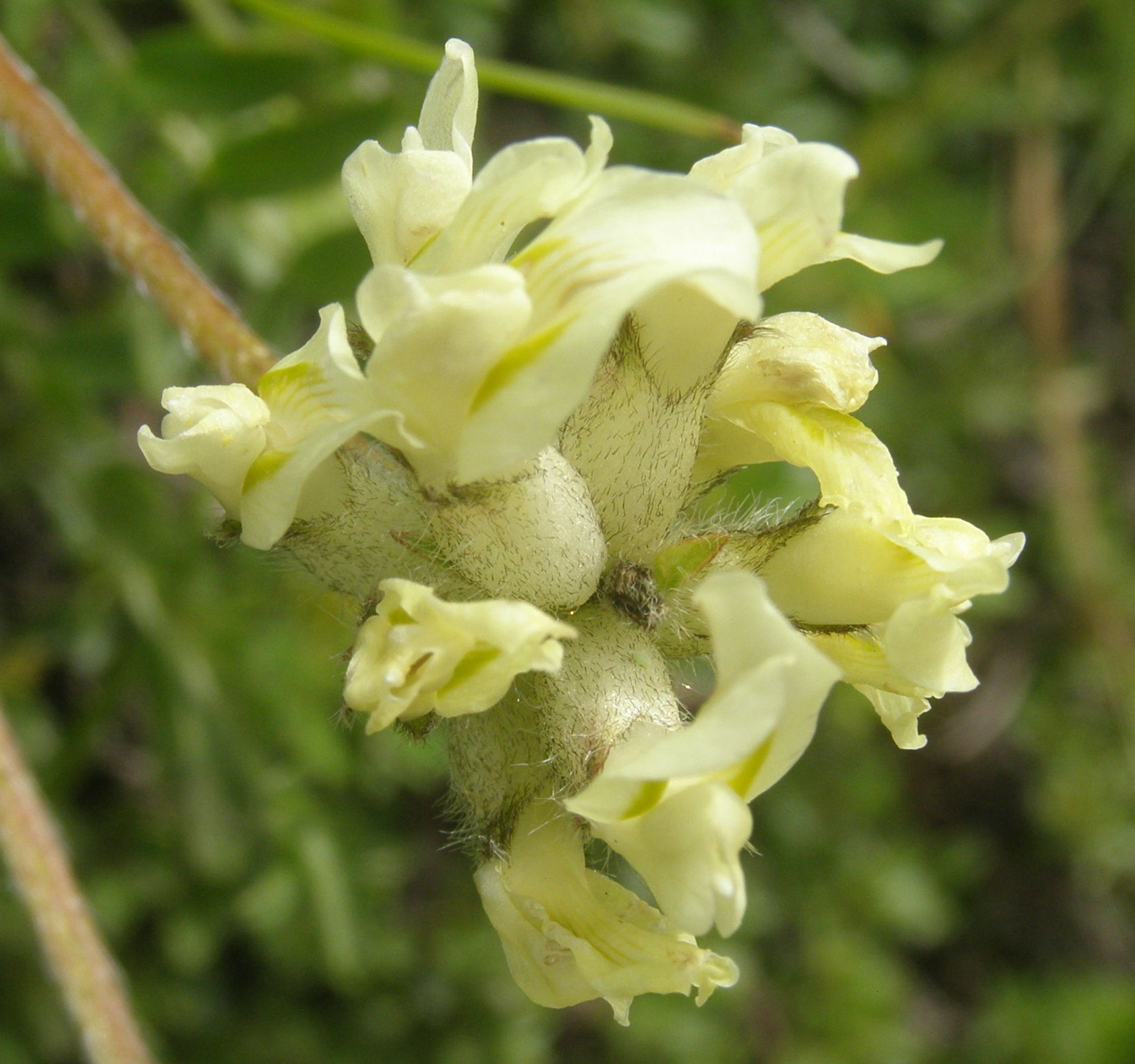 Oxytropis campestris / Astragalo villoso
