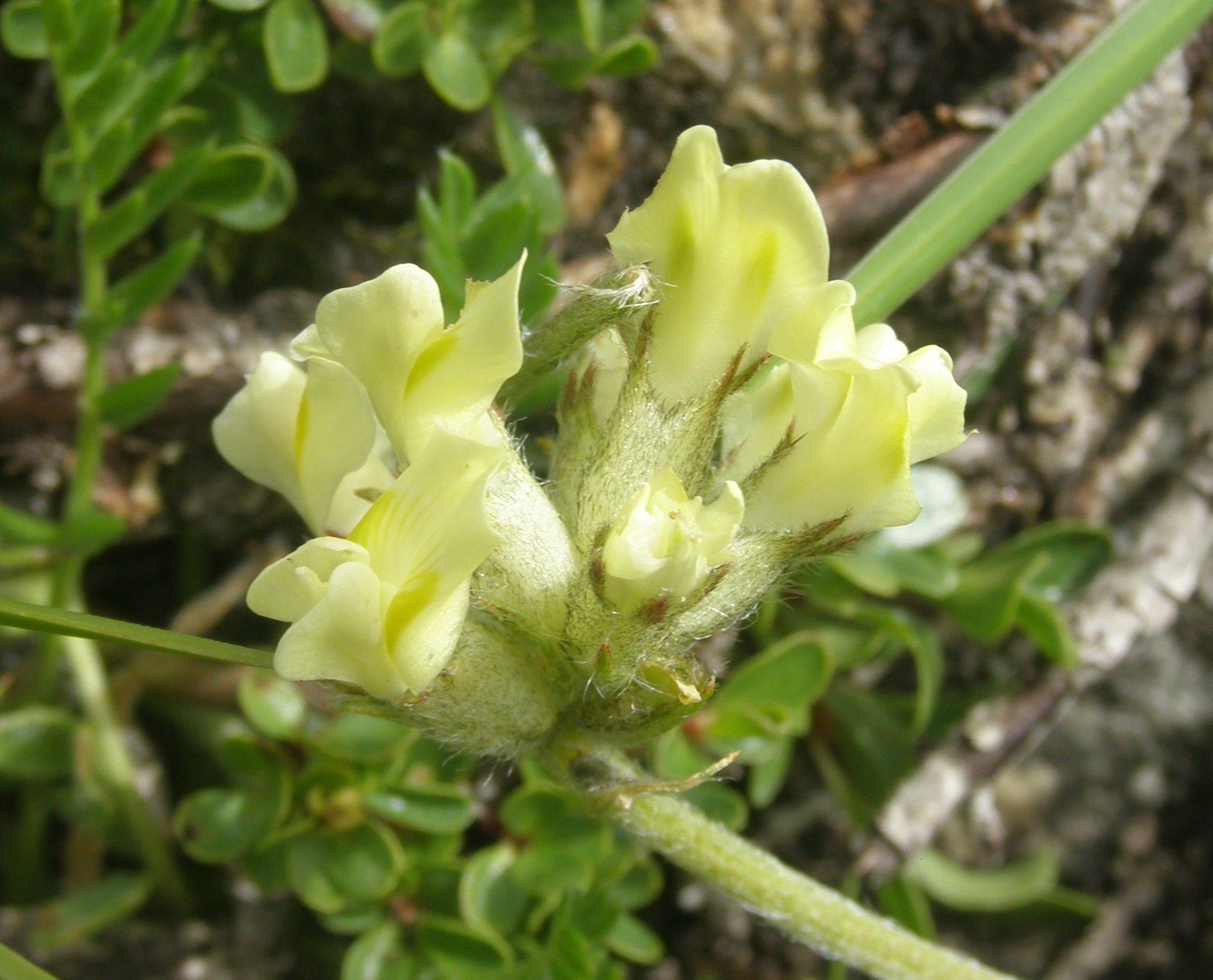 Oxytropis campestris / Astragalo villoso