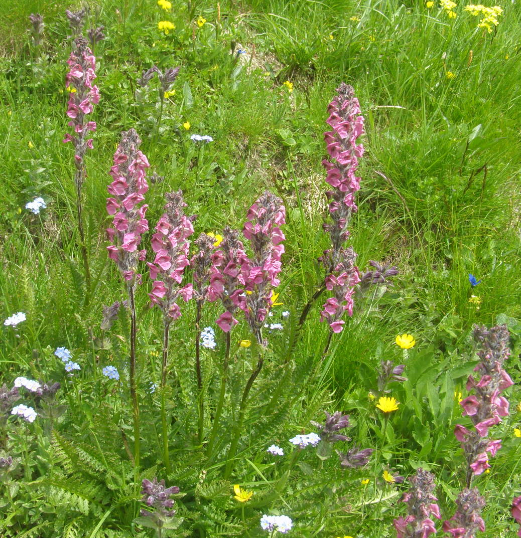 Pedicularis rostratospicata