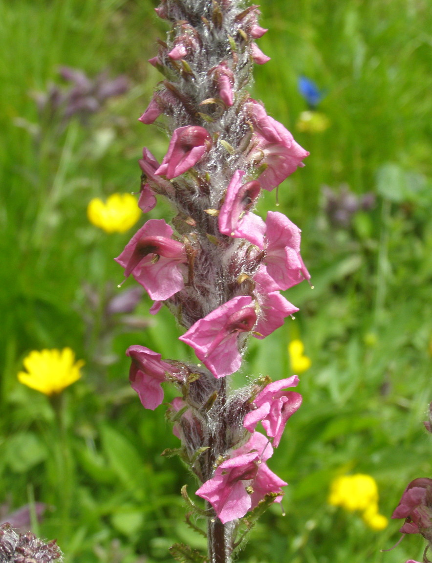Pedicularis rostratospicata