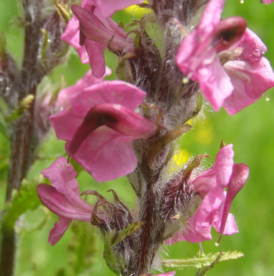 Pedicularis rostratospicata
