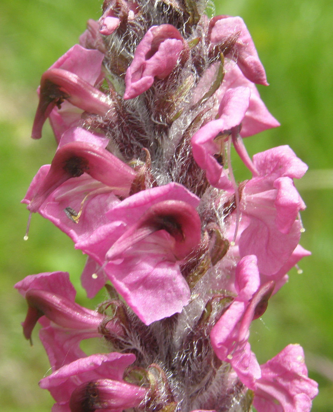 Pedicularis rostratospicata