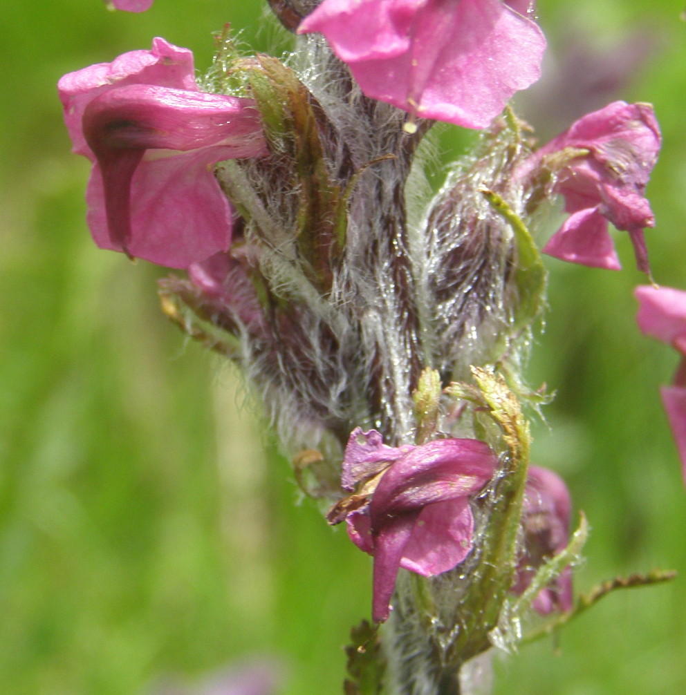 Pedicularis rostratospicata