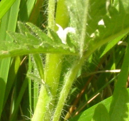Potentilla recta