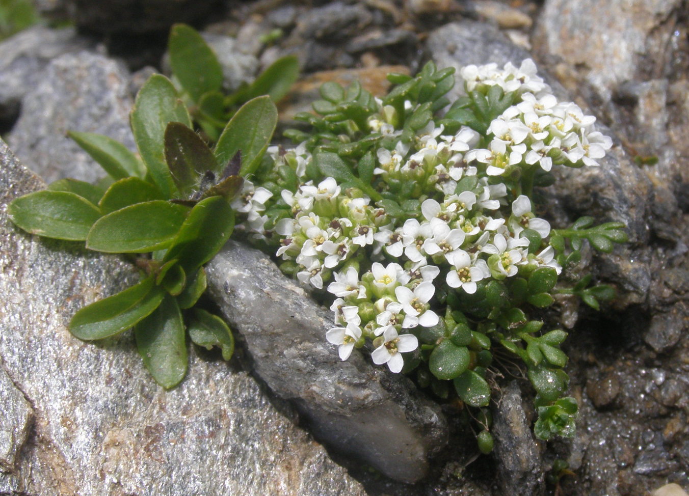 Cardamine resedifolia e  Hornungia alpina