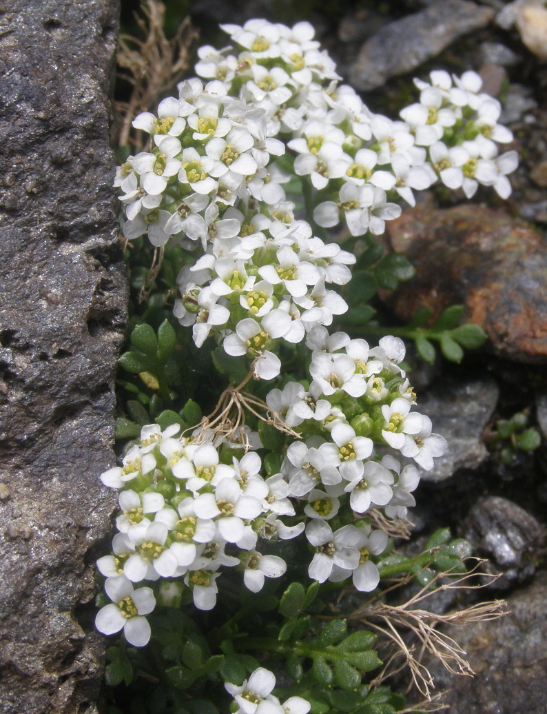 Cardamine resedifolia e  Hornungia alpina