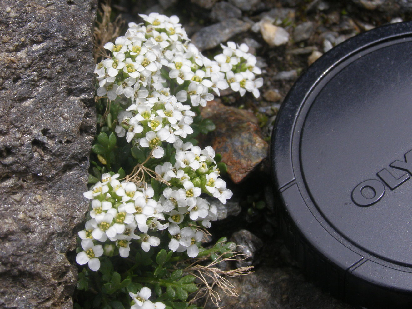 Cardamine resedifolia e  Hornungia alpina