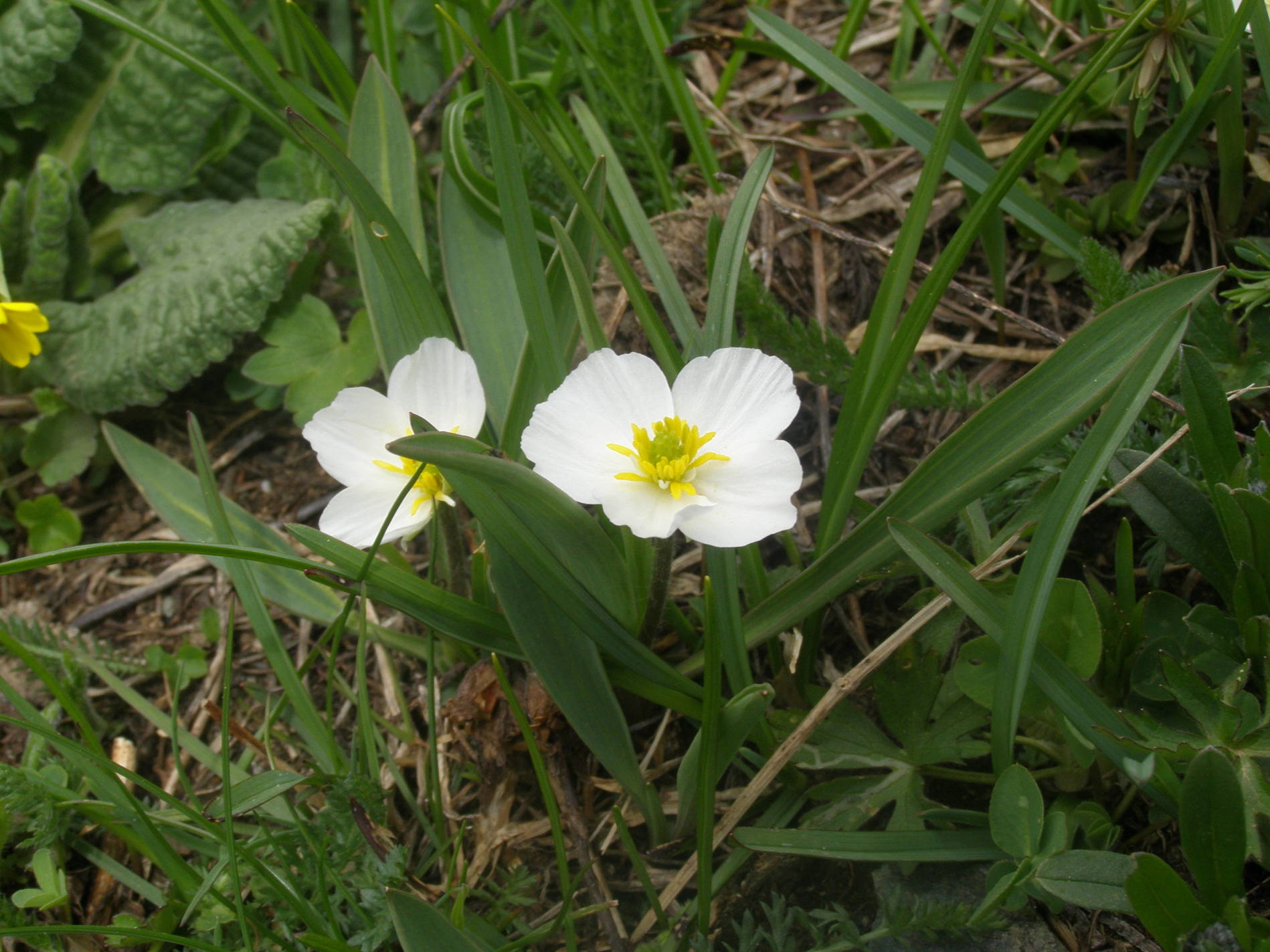 Ranunculus kuepferi / Ranuncolo dei Pirenei