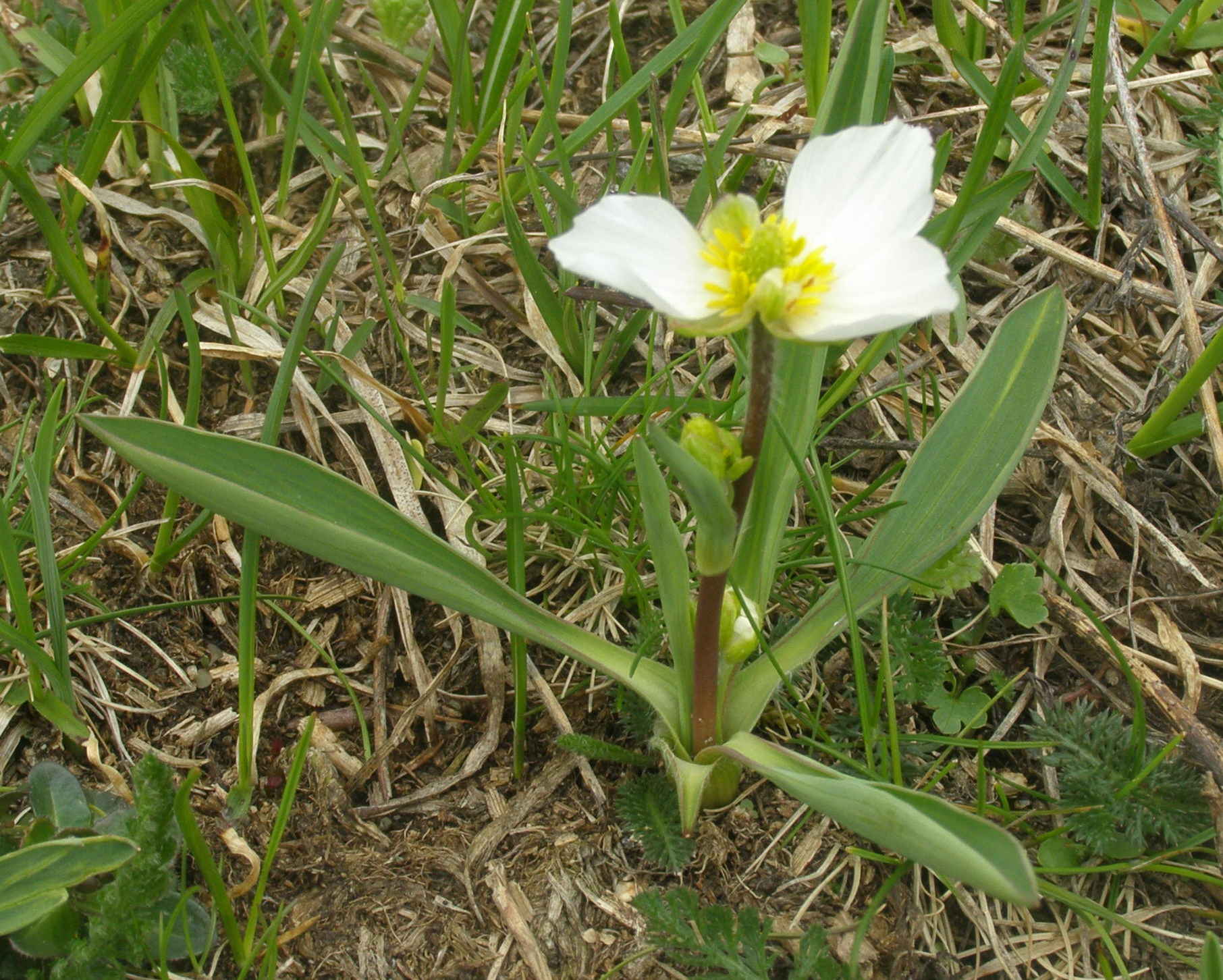 Ranunculus kuepferi / Ranuncolo dei Pirenei