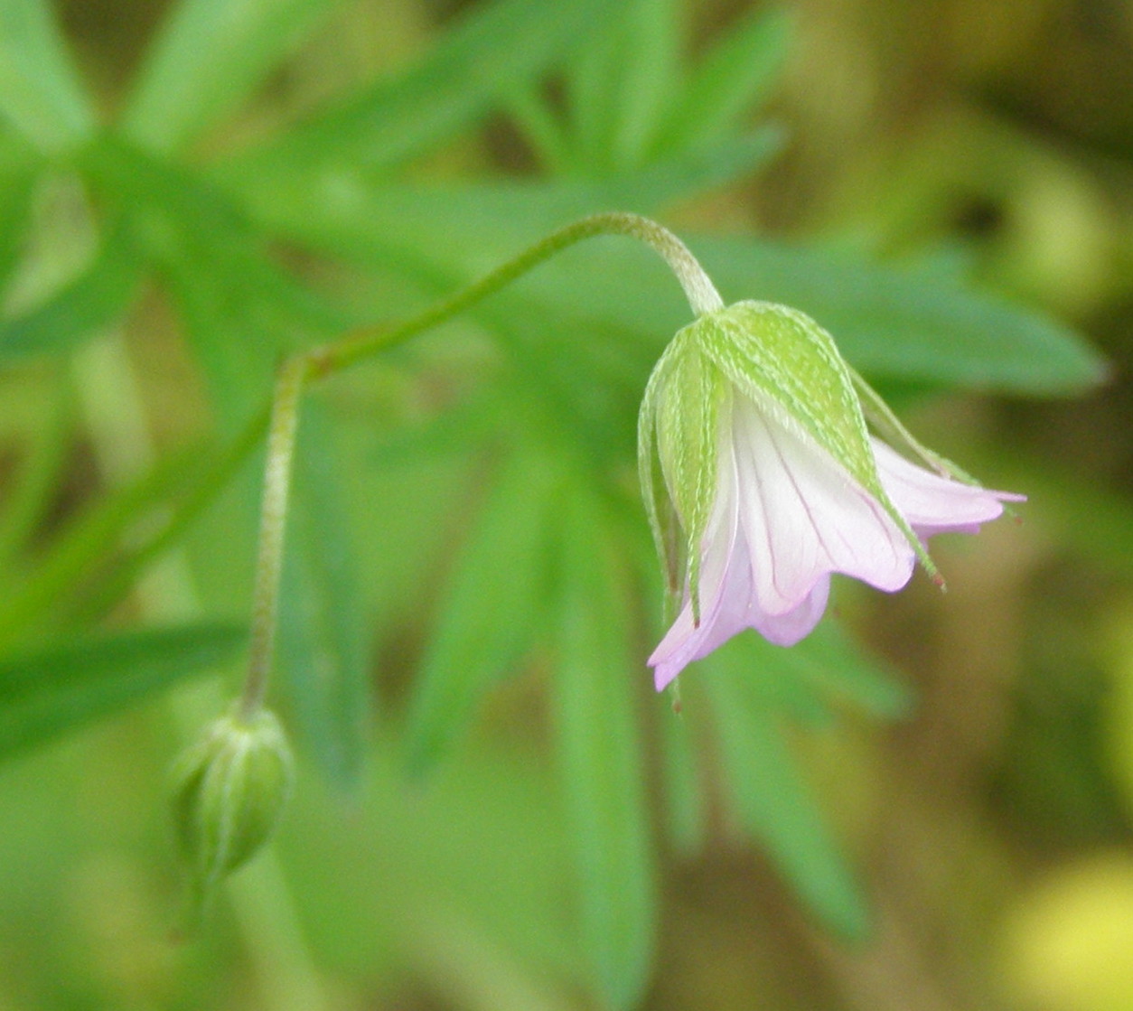 Geranium columbinum / Geranio colombino