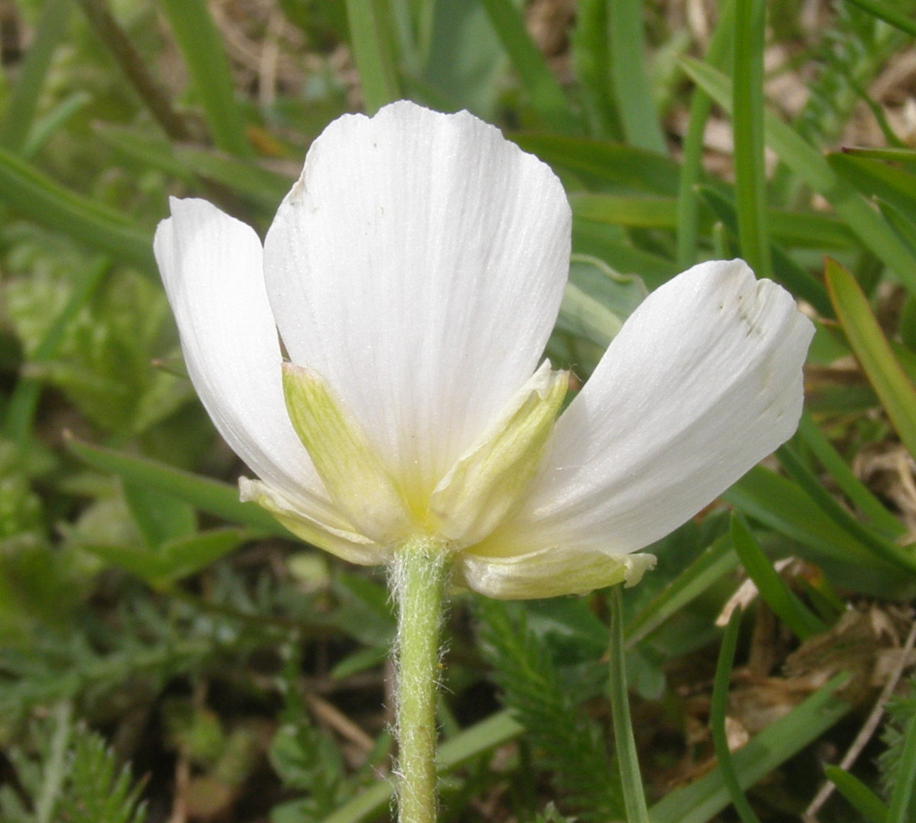 Ranunculus kuepferi / Ranuncolo dei Pirenei