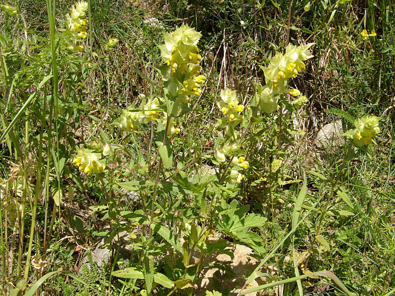 Rhinanthus glacialis