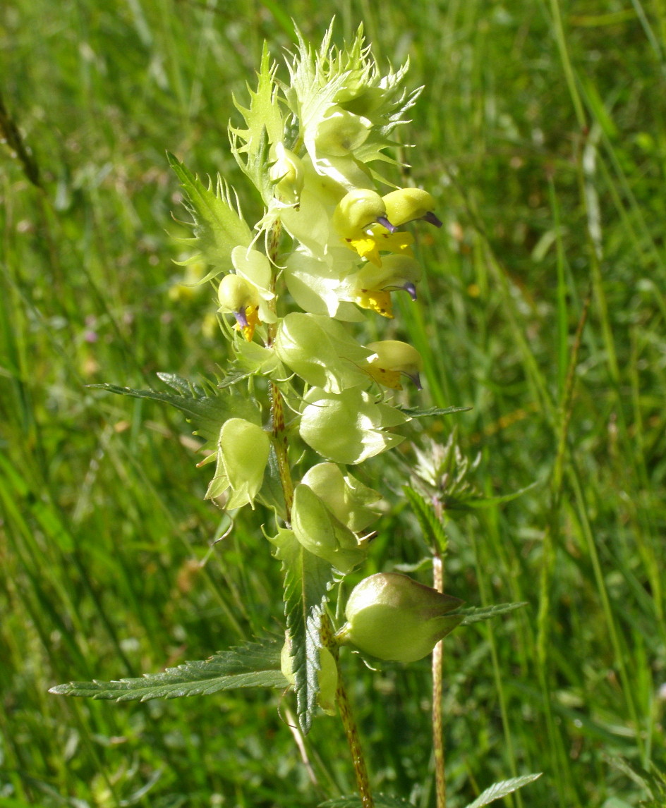 Rhinanthus glacialis