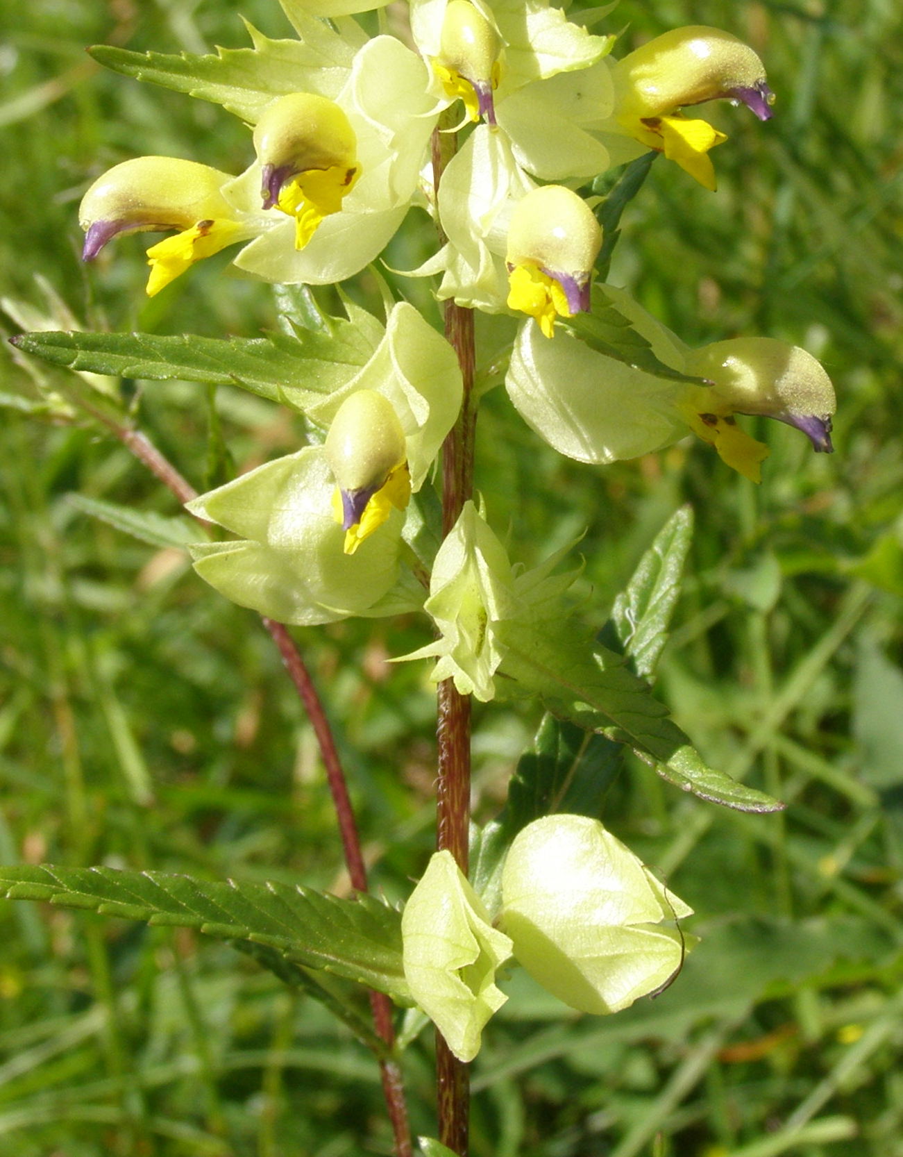 Rhinanthus glacialis
