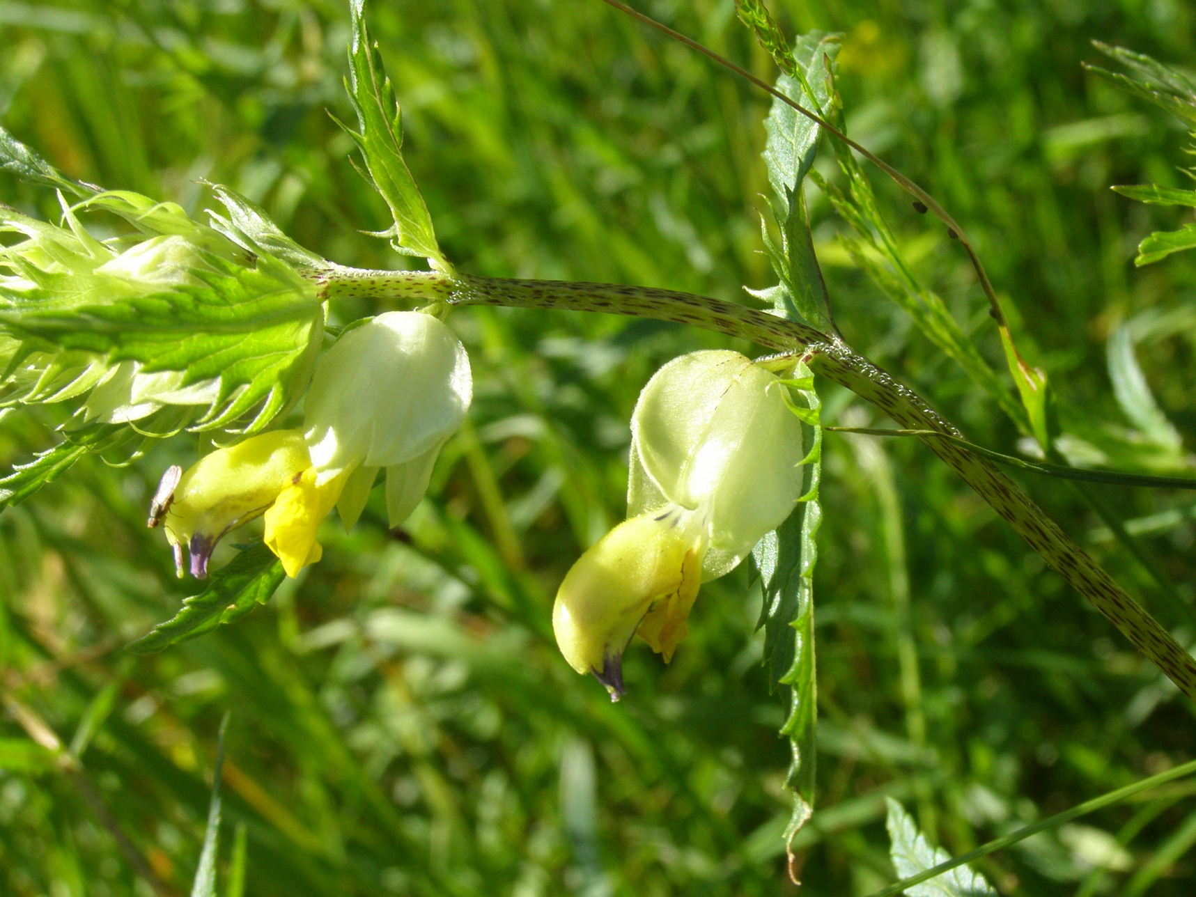 Rhinanthus glacialis