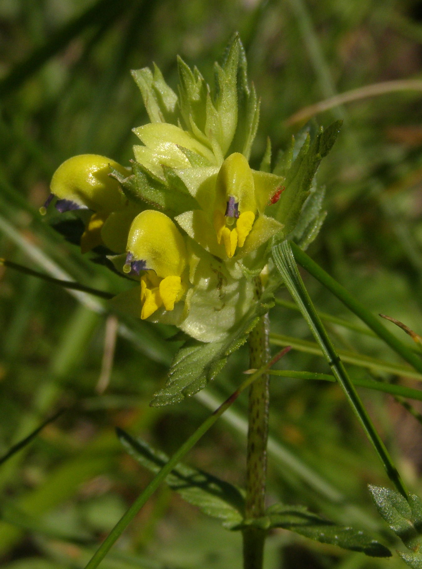 Rhinanthus glacialis