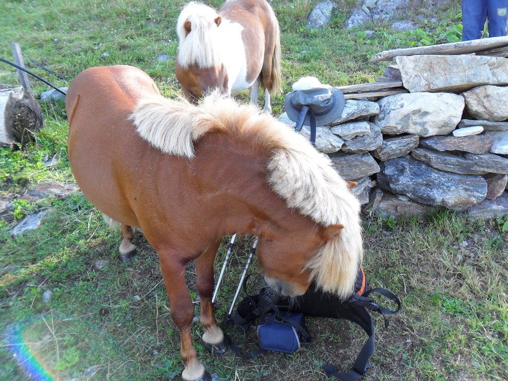 Animali al pascolo