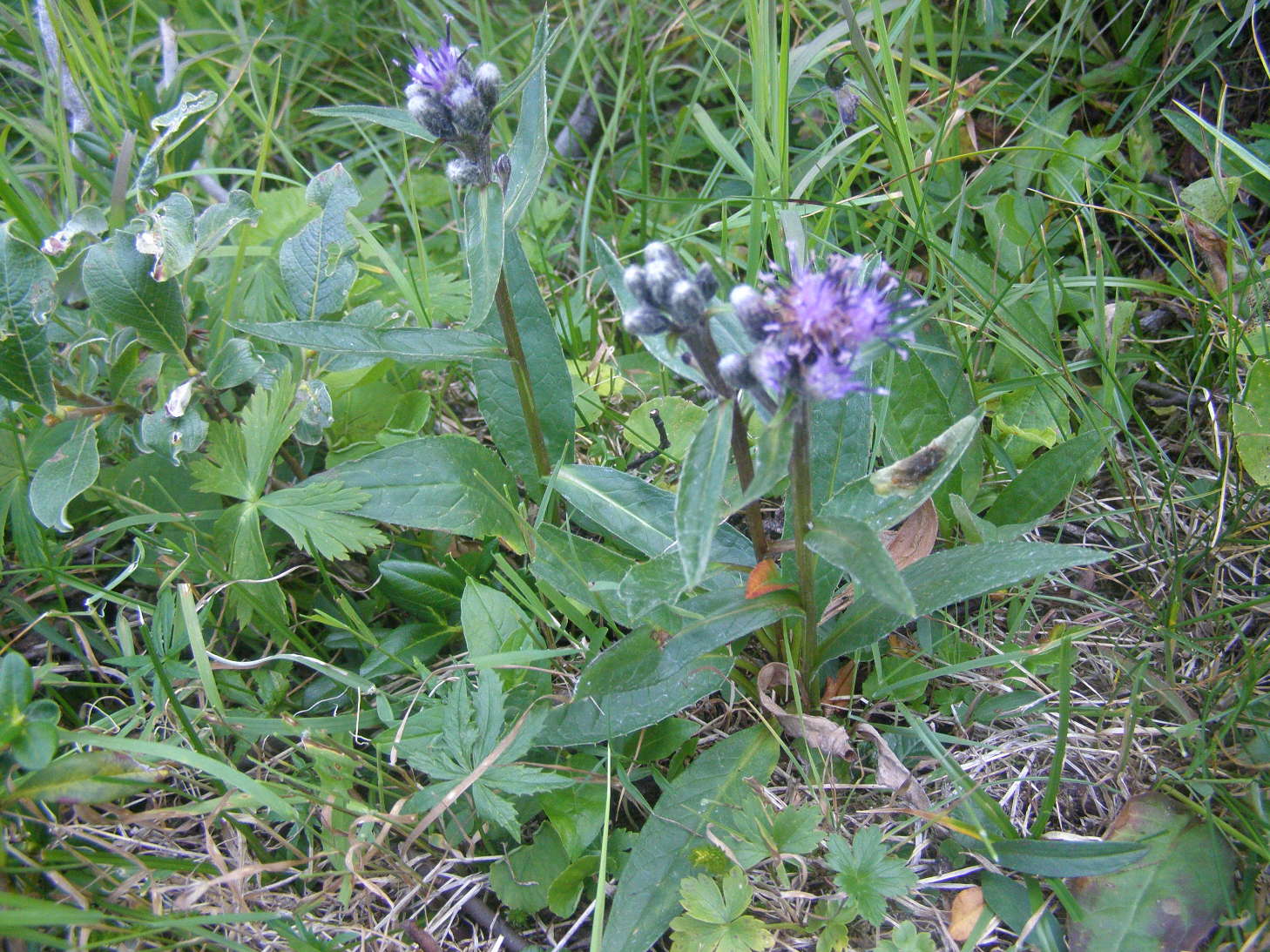 Saussurea alpina / Saussurea delle Alpi
