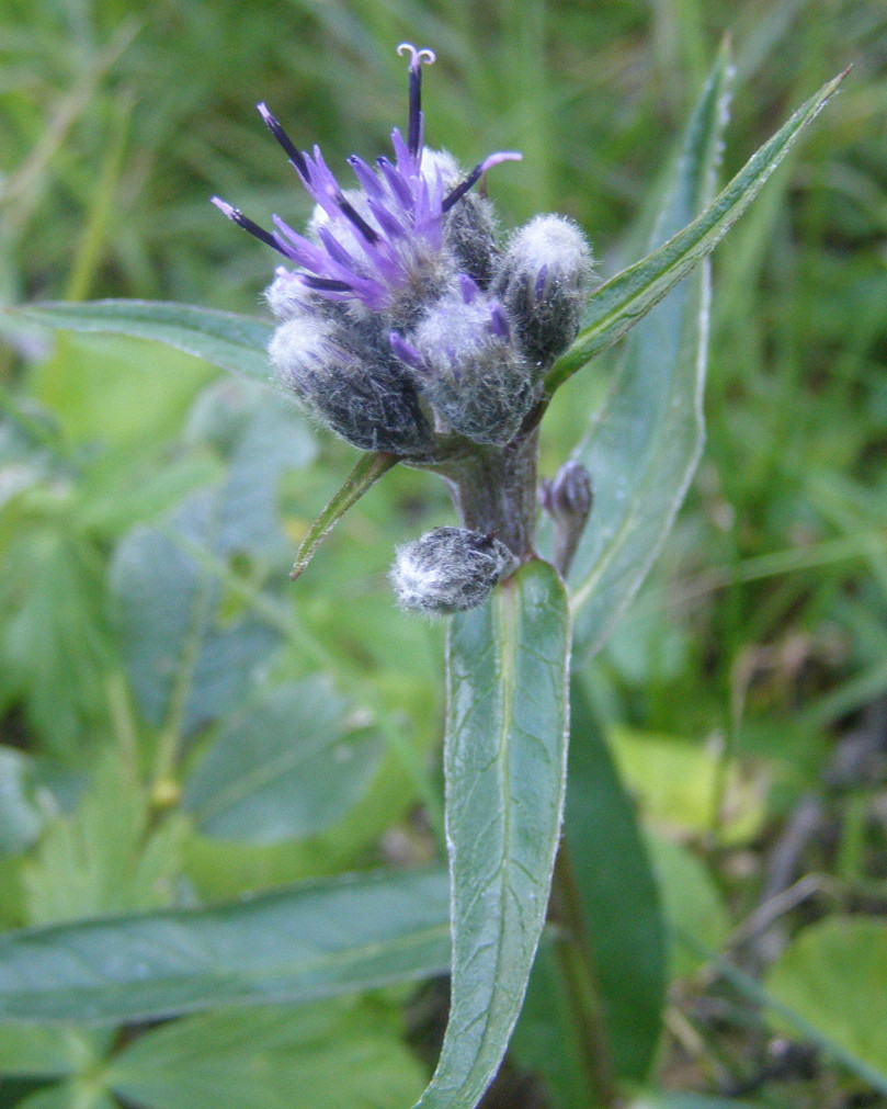 Saussurea alpina / Saussurea delle Alpi