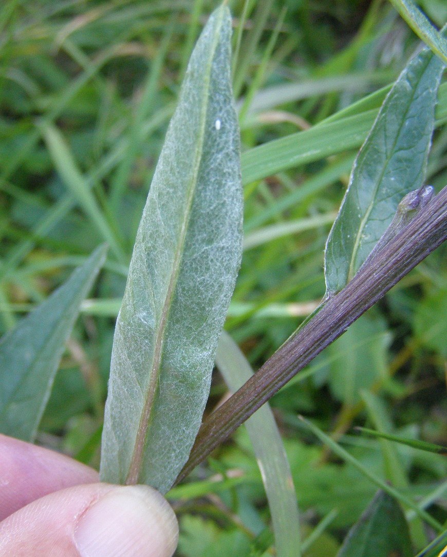 Saussurea alpina / Saussurea delle Alpi