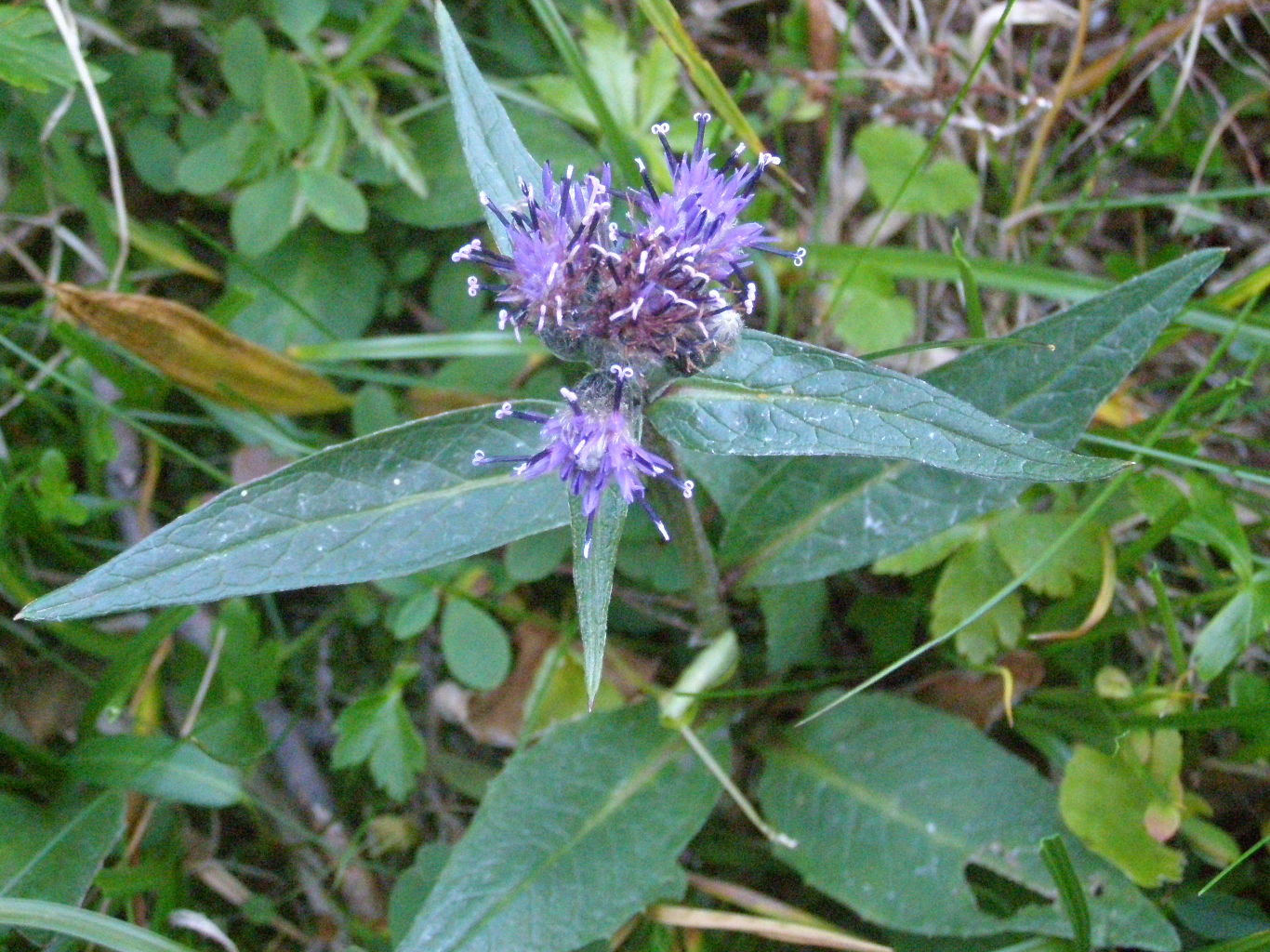 Saussurea alpina / Saussurea delle Alpi