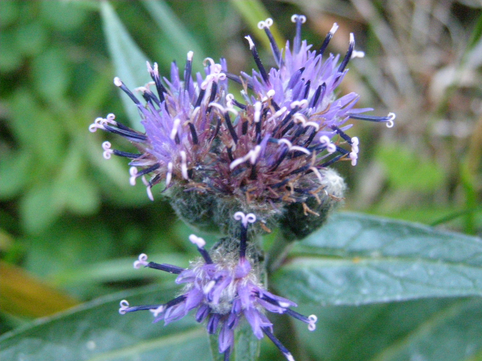 Saussurea alpina / Saussurea delle Alpi