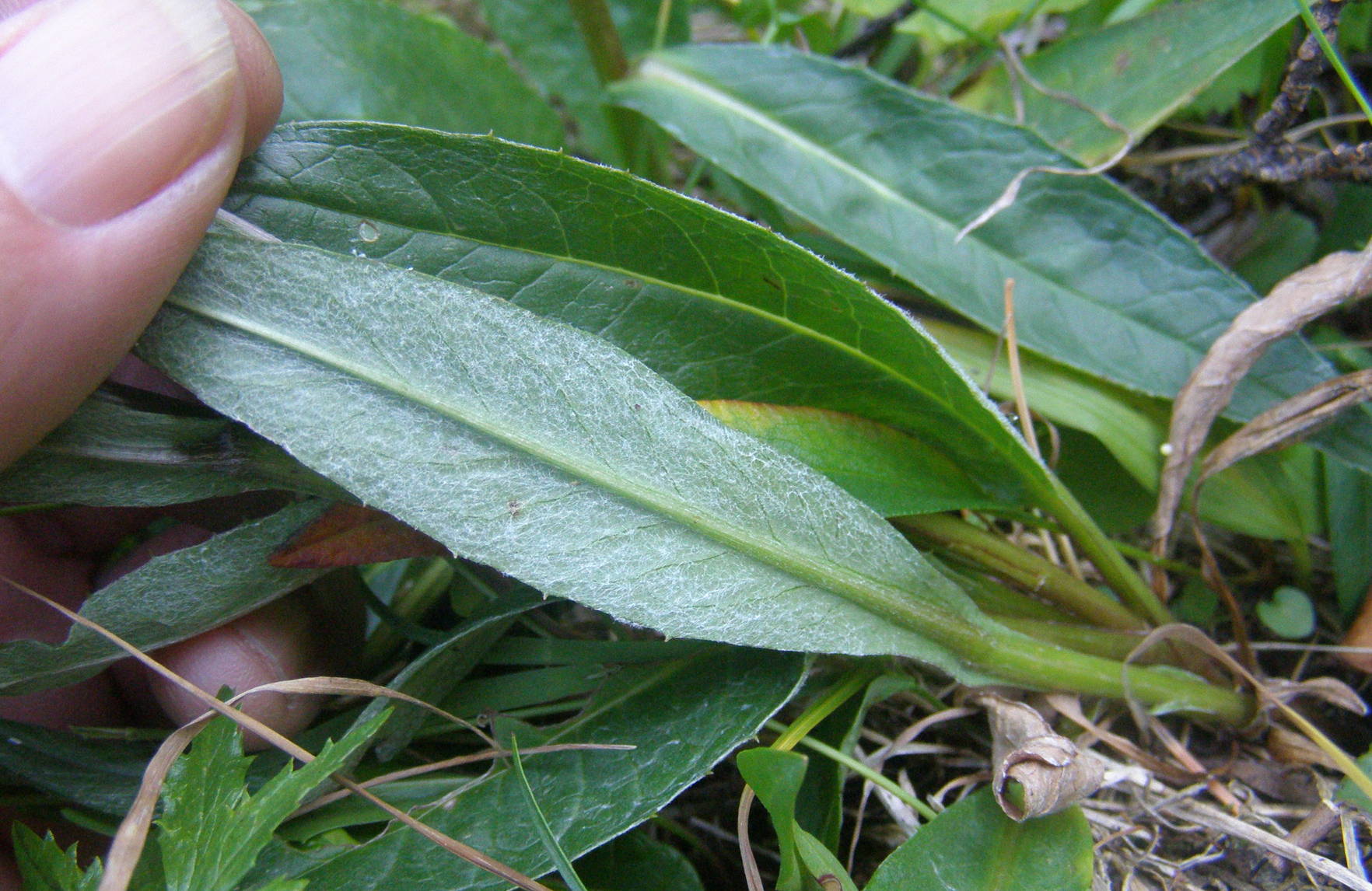 Saussurea alpina / Saussurea delle Alpi