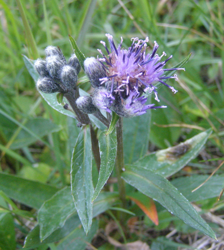 Saussurea alpina / Saussurea delle Alpi