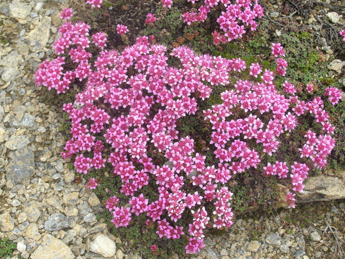 Saxifraga retusa / Sassifraga retusa