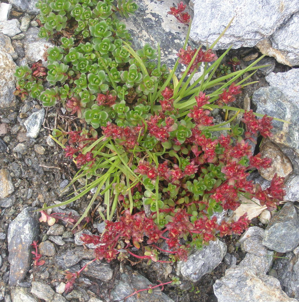 Saxifraga biflora / Sassifraga biflora