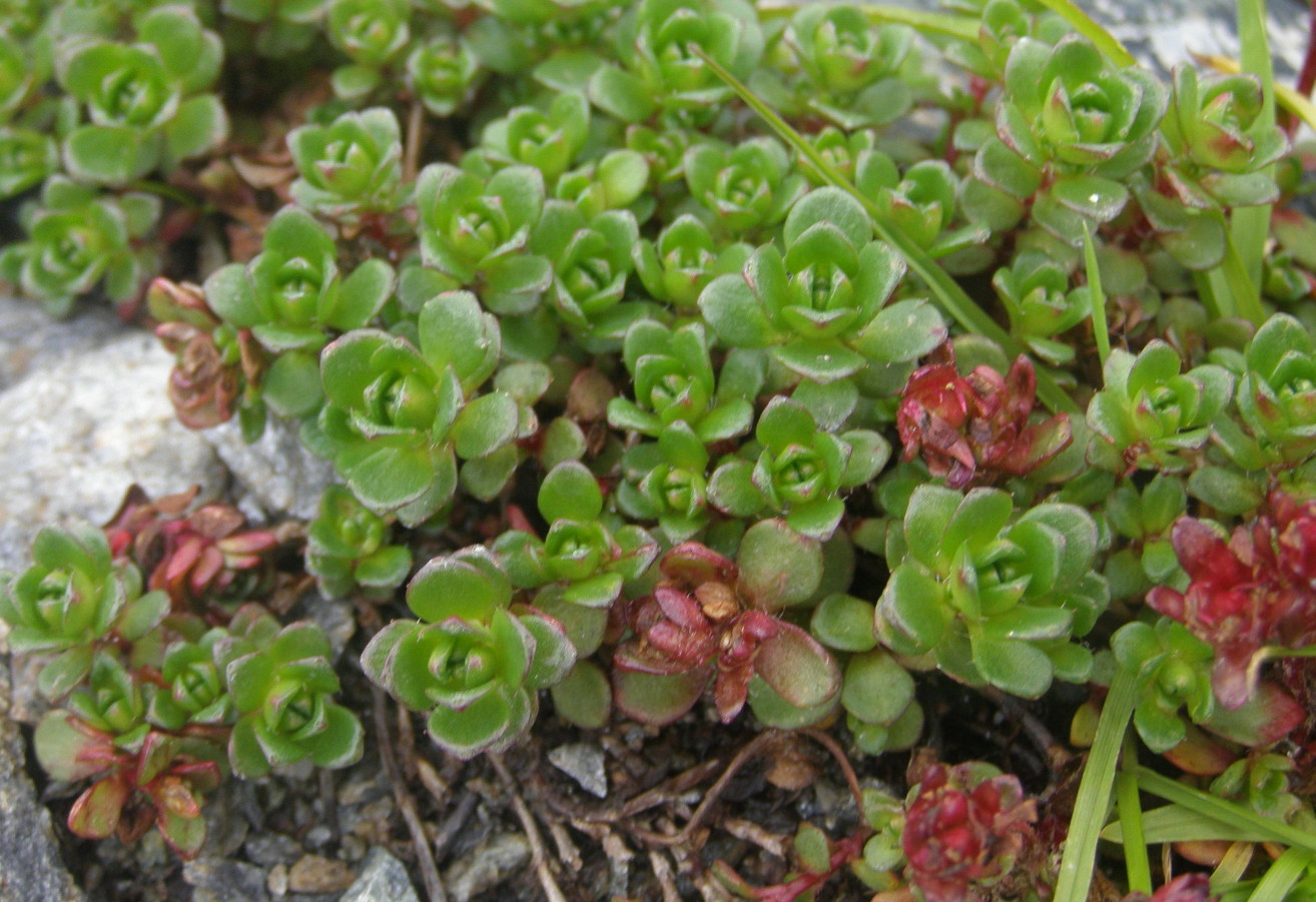 Saxifraga biflora / Sassifraga biflora