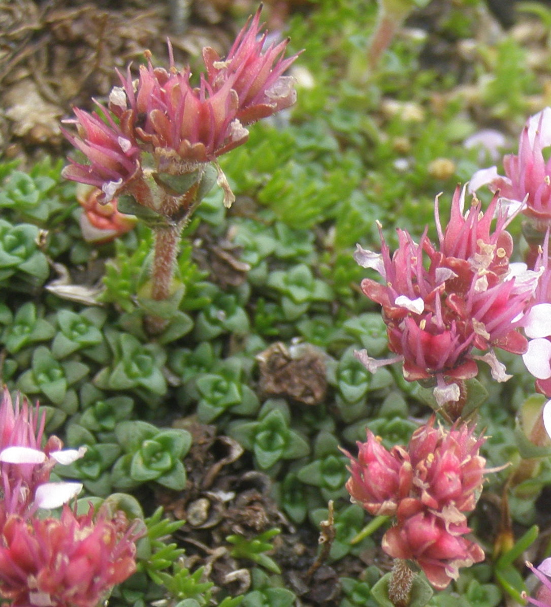 Saxifraga retusa / Sassifraga retusa