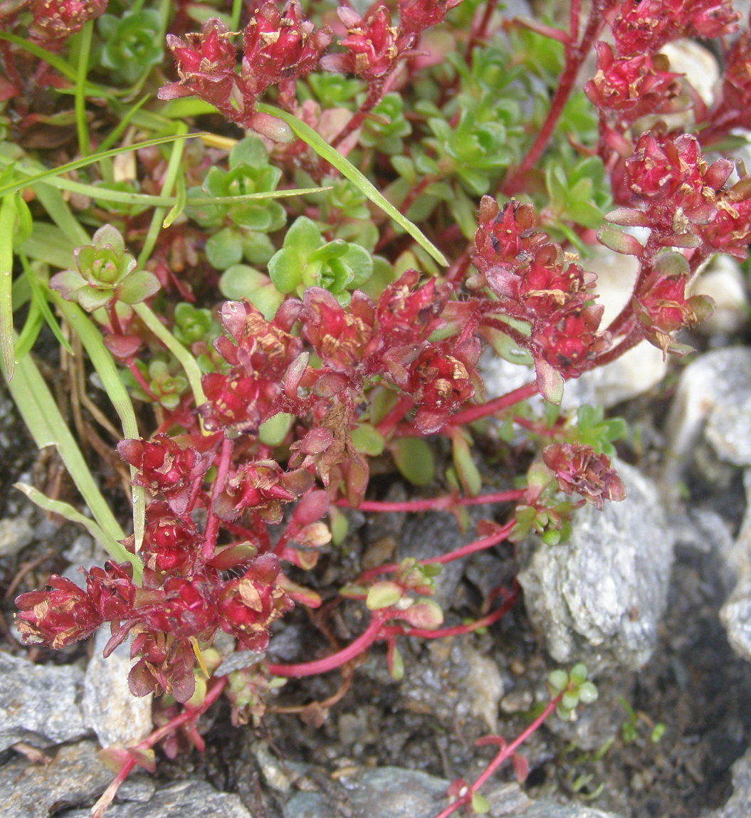 Saxifraga biflora / Sassifraga biflora