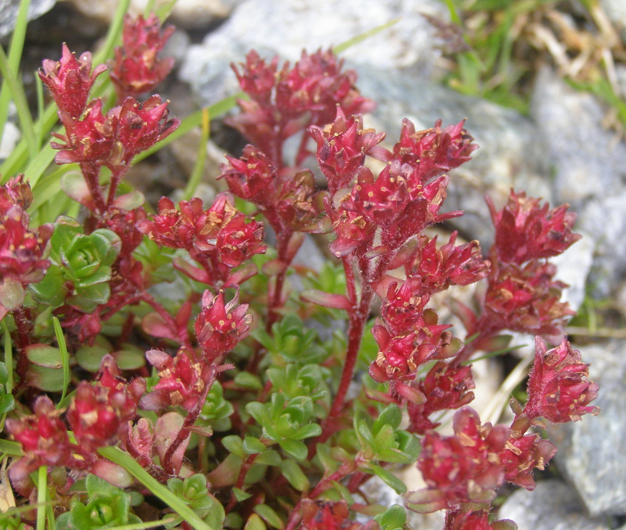 Saxifraga biflora / Sassifraga biflora