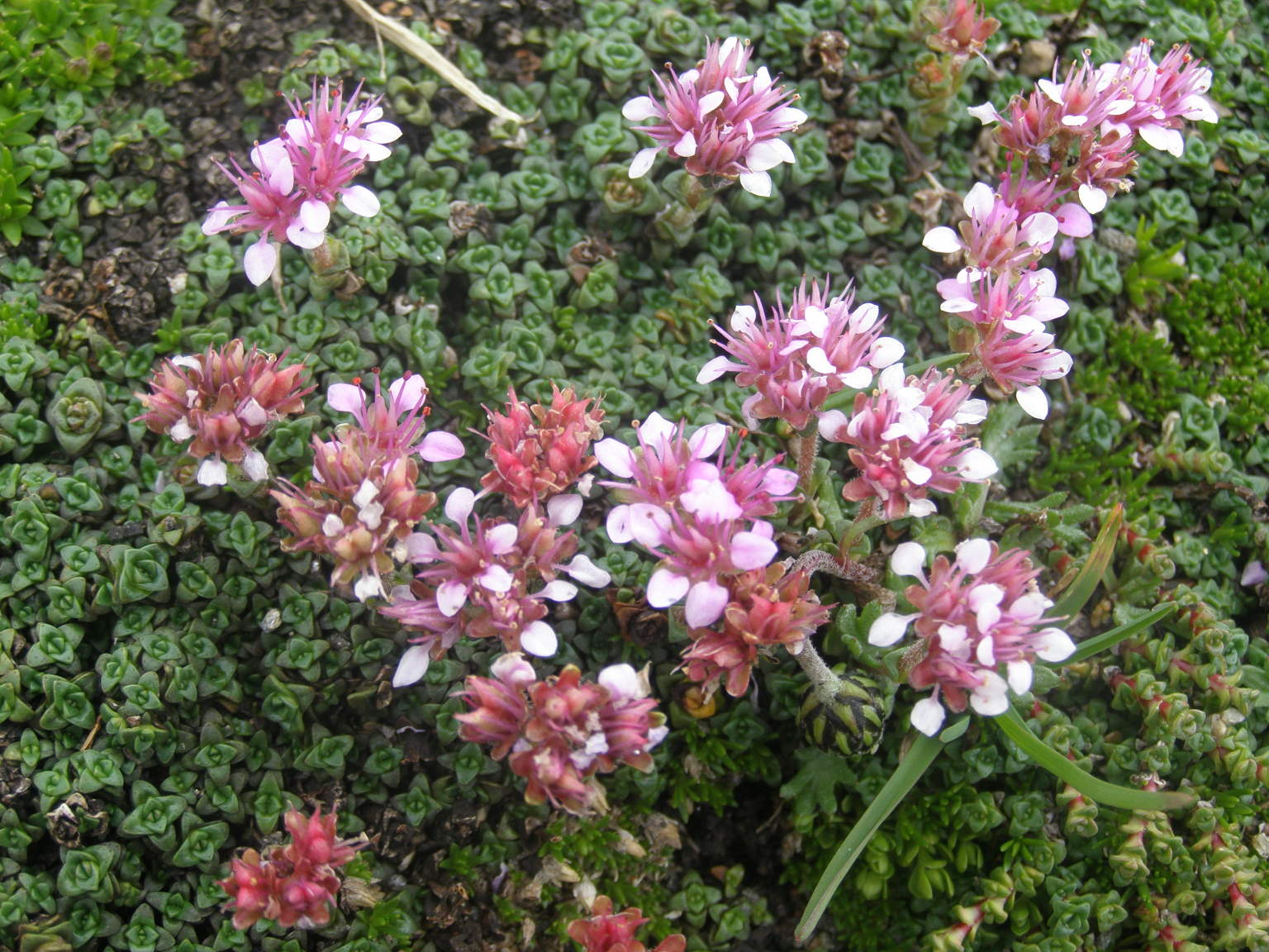 Saxifraga retusa / Sassifraga retusa