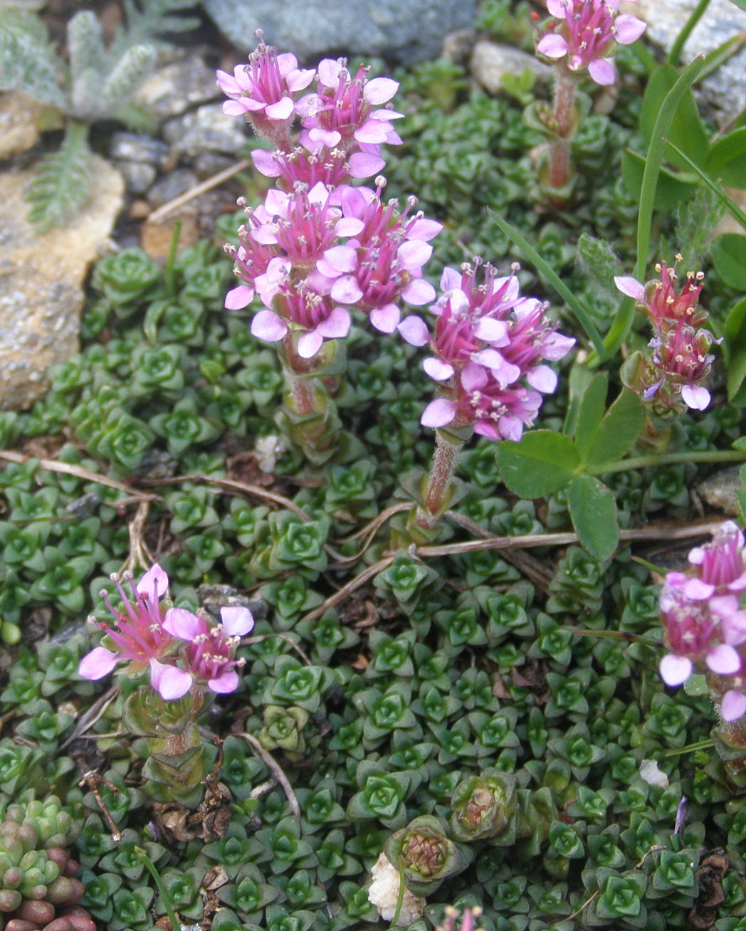 Saxifraga retusa / Sassifraga retusa