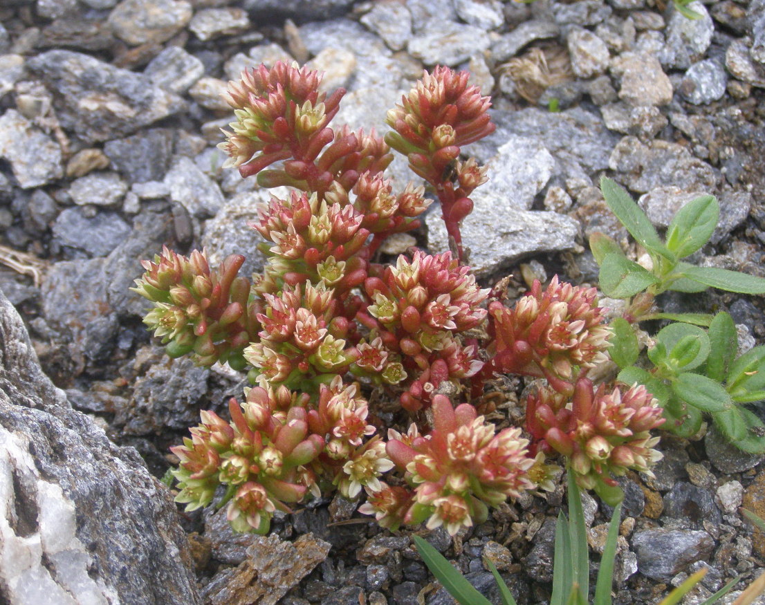 Sedum atratum / Borracina verde scura