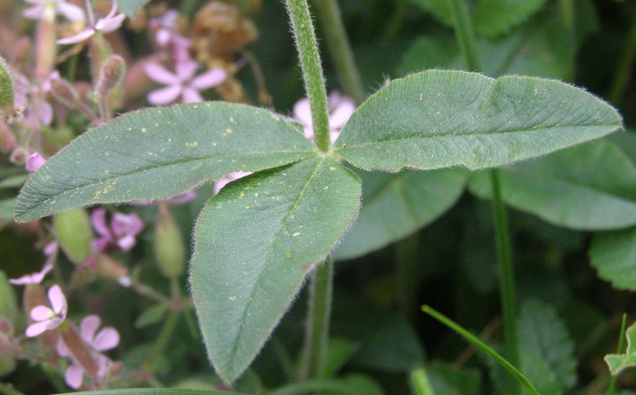 Trifolium alpestre / Trifoglio alpestre