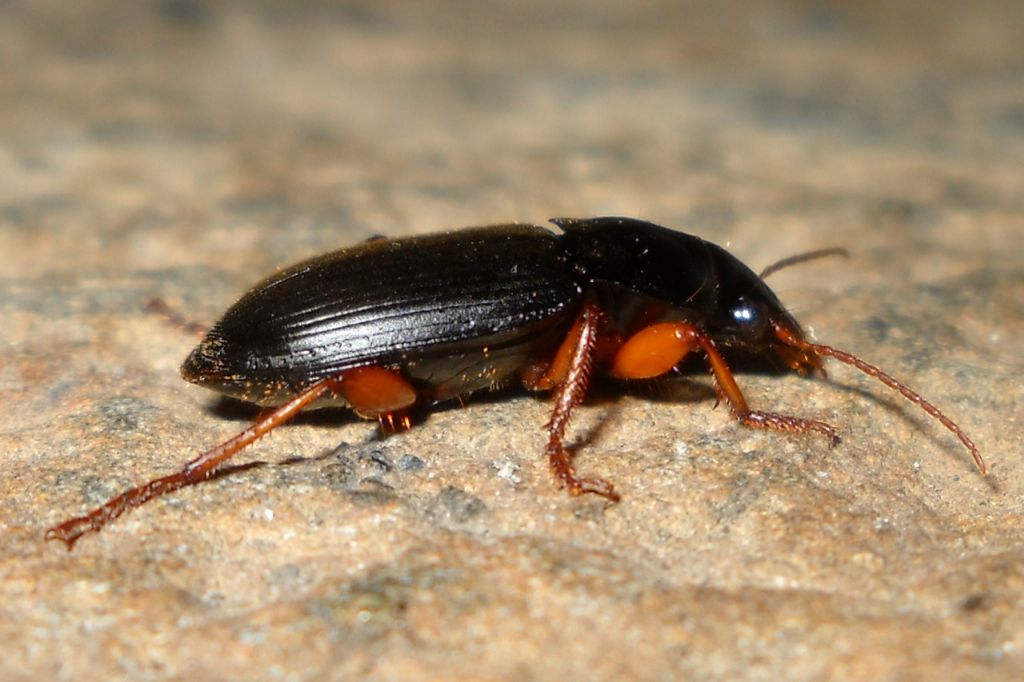 Pseudoophonus rufipes, Carabidae