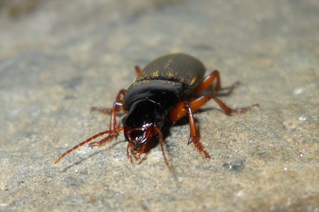 Pseudoophonus rufipes, Carabidae