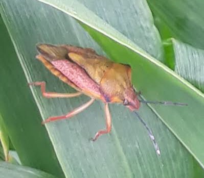 Eterottero Pentatomidae su grano: Carpocoris mediterraneus mediterraneus