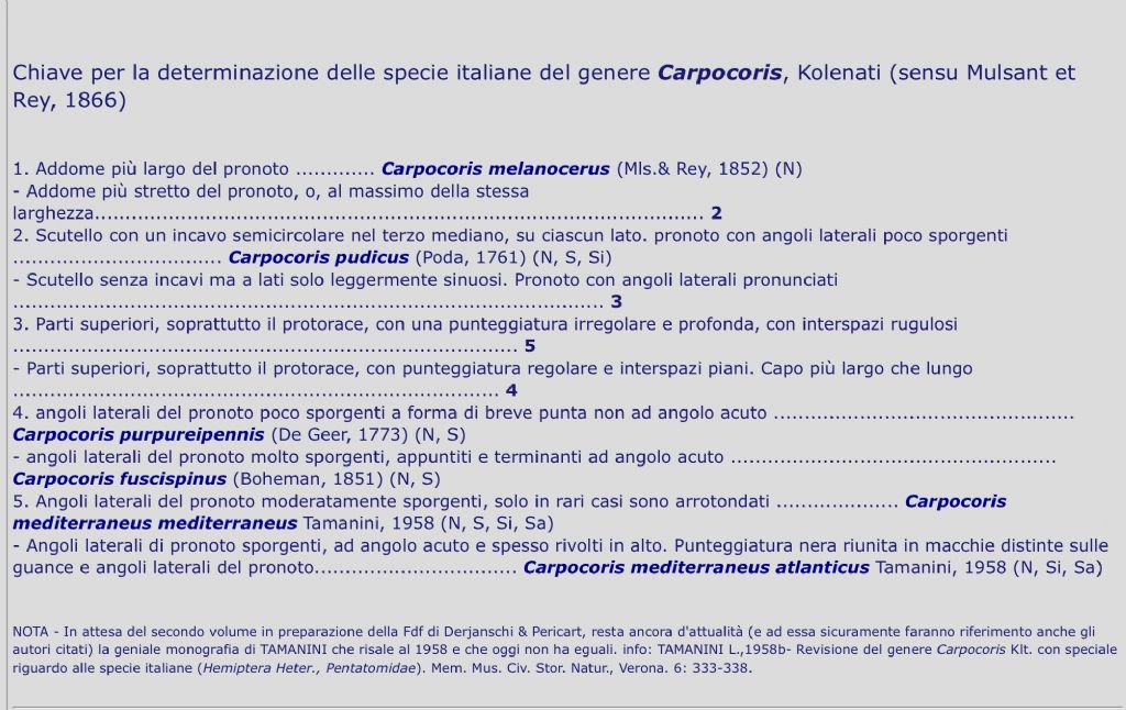 Eterottero Pentatomidae su grano: Carpocoris mediterraneus mediterraneus