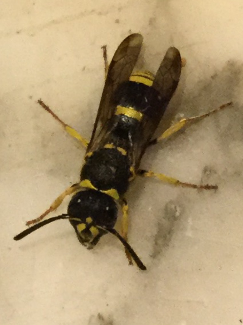 Ancistrocerus sp.?  S !  Ancistrocerus cfr. longispinosus (Vespidae Eumeninae)